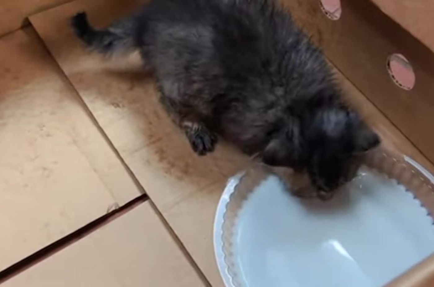 kitten drinking water