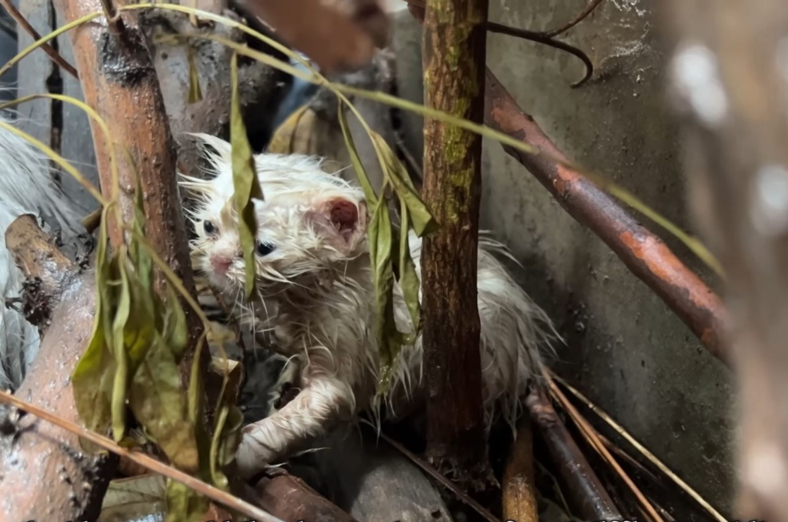 kitten in the rain