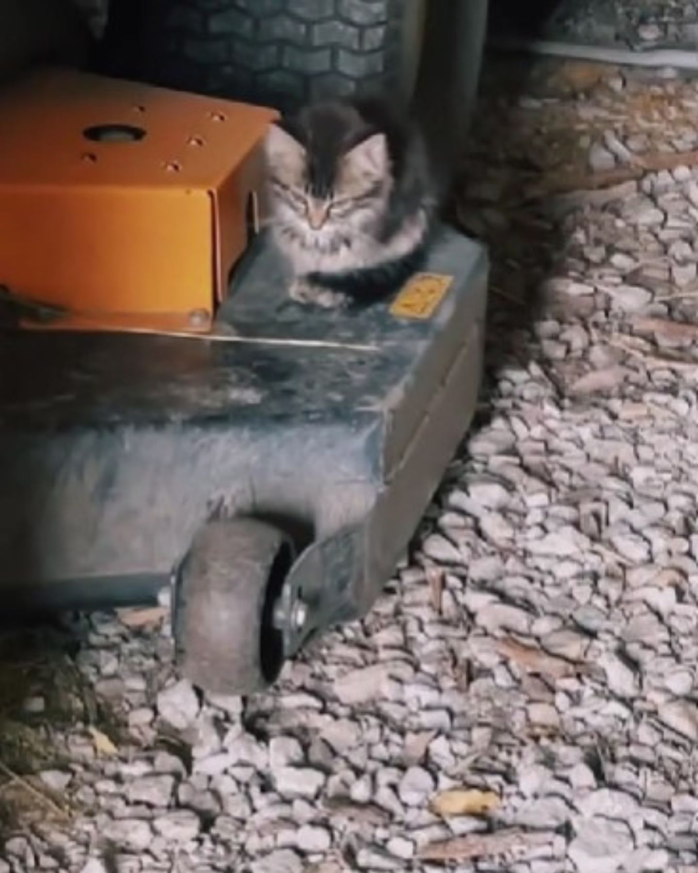 kitten on a mower