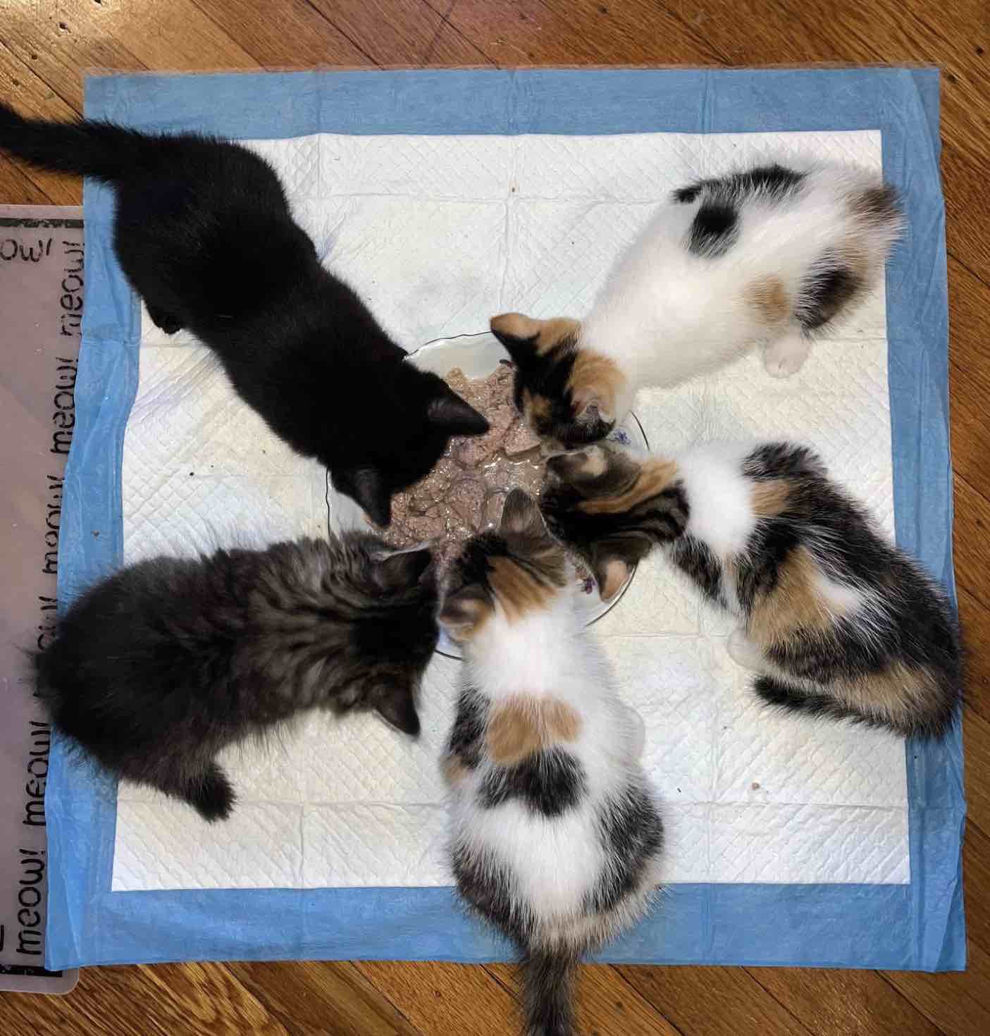 kittens eating