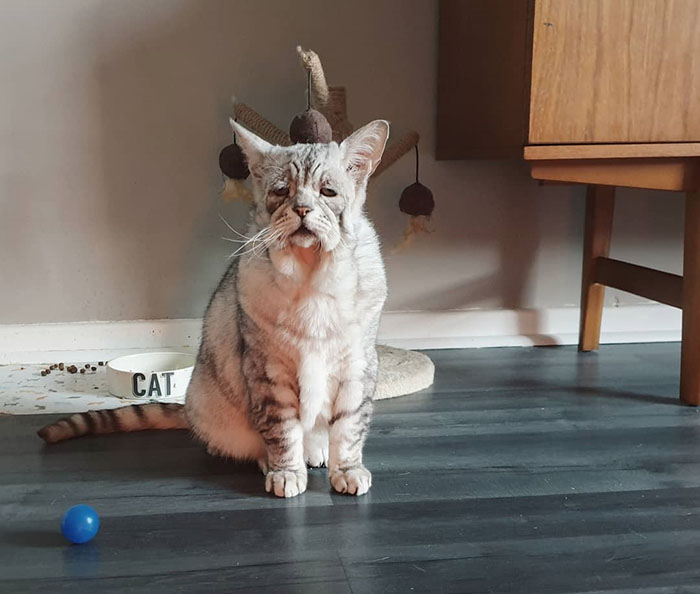 Cat With Ehlers-Danlos Syndrome Finally Finds Forever Home, And His Humans Are Making Sure He's Living A Happy Life