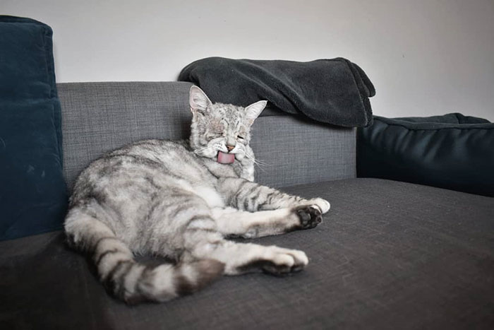 Cat With Ehlers-Danlos Syndrome Finally Finds Forever Home, And His Humans Are Making Sure He's Living A Happy Life