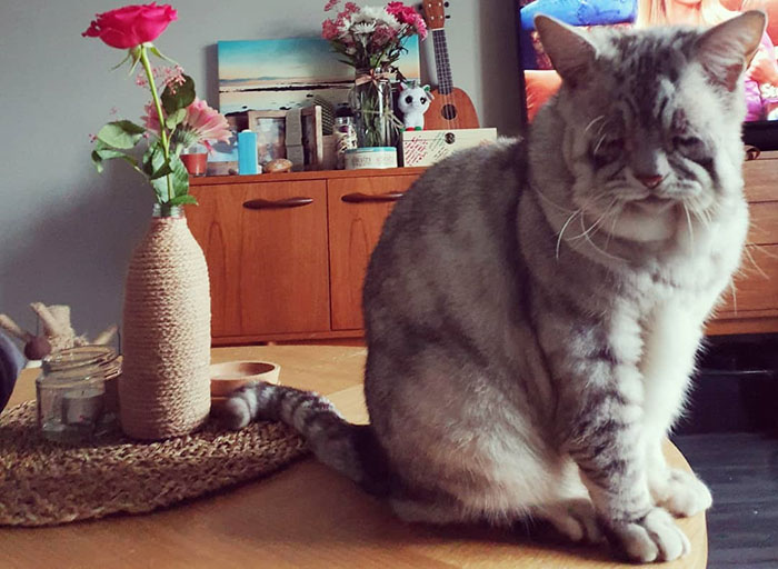 Cat With Ehlers-Danlos Syndrome Finally Finds Forever Home, And His Humans Are Making Sure He's Living A Happy Life