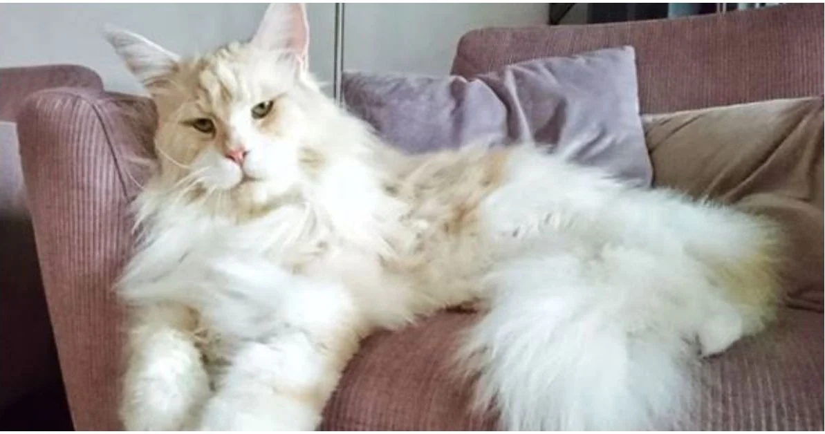 Woman shares photos of her massive Maine Coon cat and millions are in love