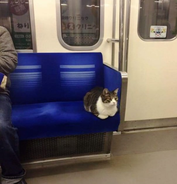 subway cat