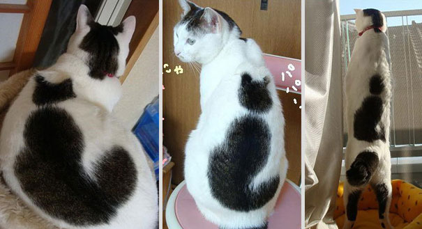 10 Cats That Got Famous For Their Awesome Fur Markings