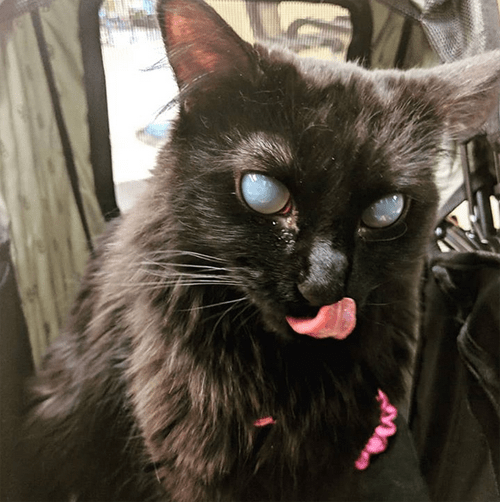 fluffy black blind and deaf cat corneal edema