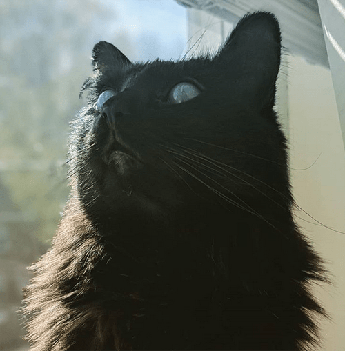 fluffy black blind and deaf cat corneal edema