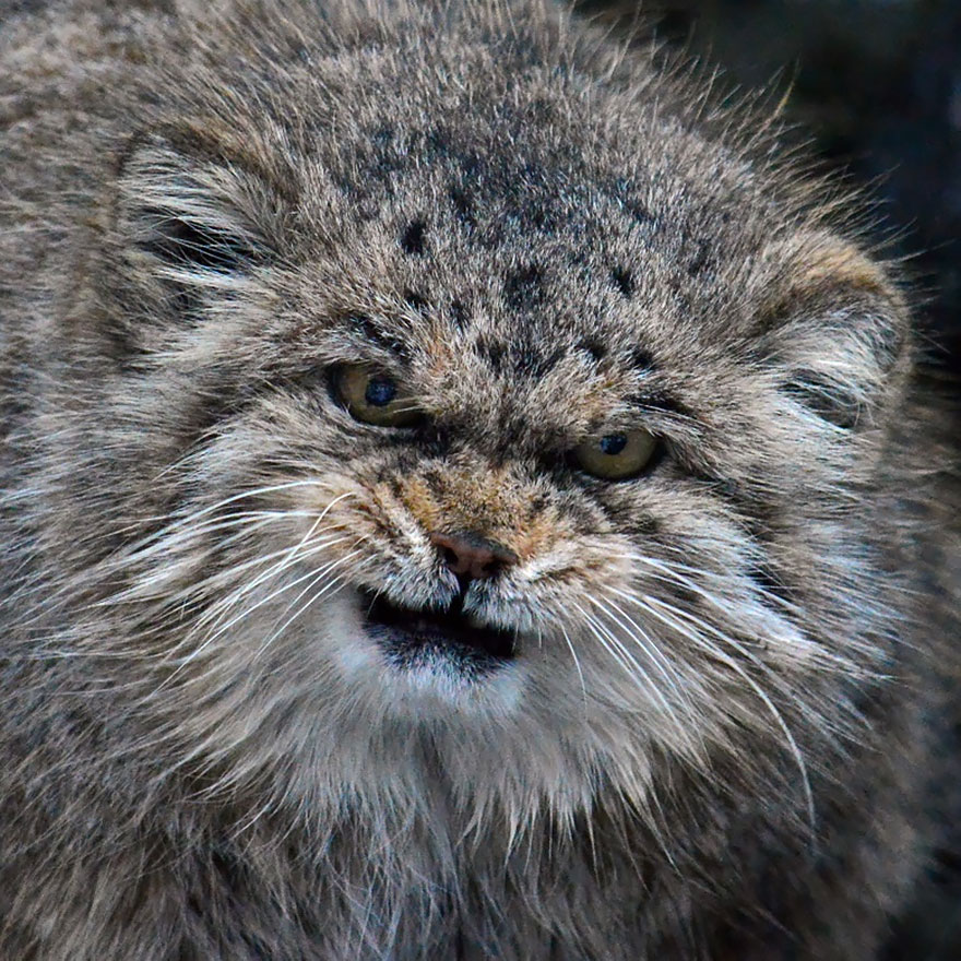 Pallas Cat