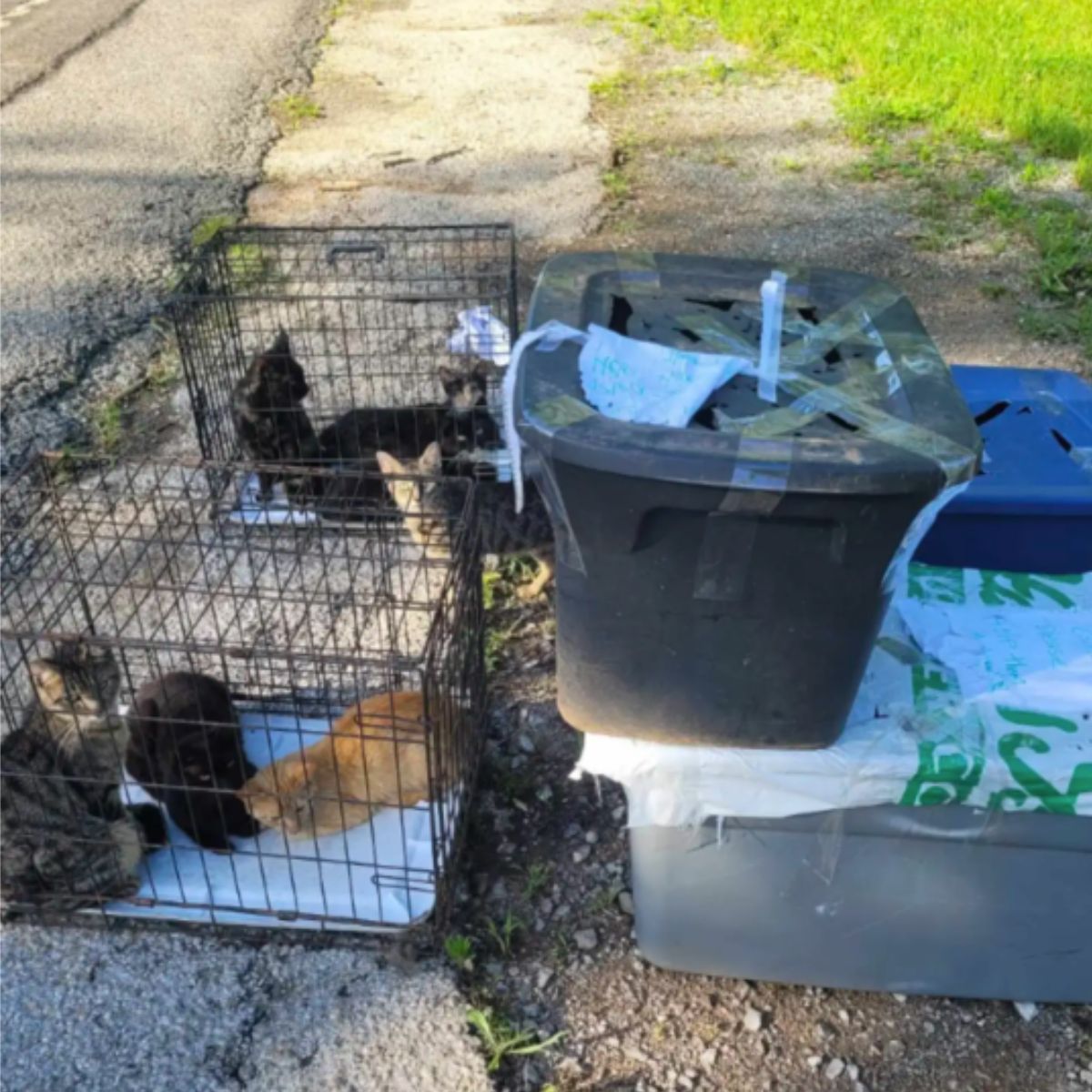 Tennessee Rescuers Joined Forces To Save 28 Kittens Abandoned In Crates On Roadside