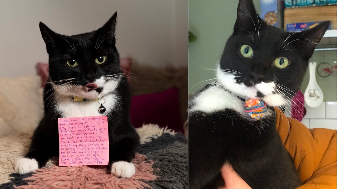 Cat With A Big Personality Delivers Notes Between Neighbors That He Enjoys Visiting