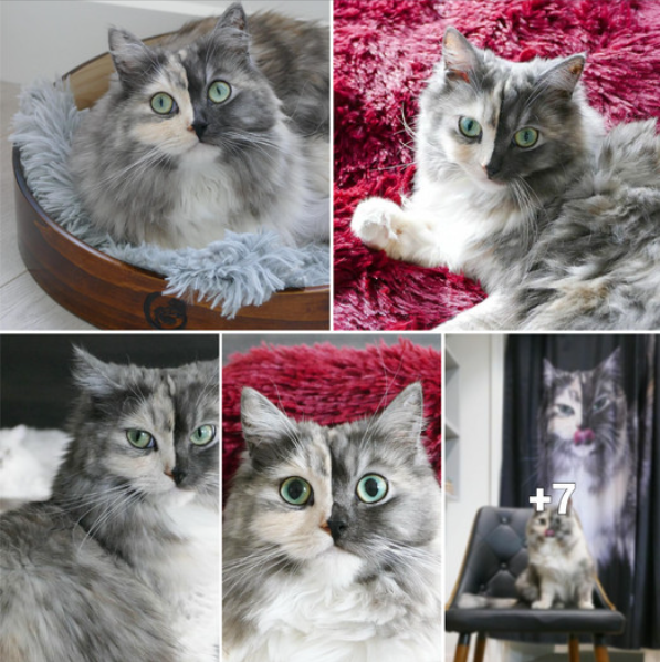 Encountering the Famous “Dual-Personality Feline”: mesmerizing Online Communities with its Distinctive Appeal ‎