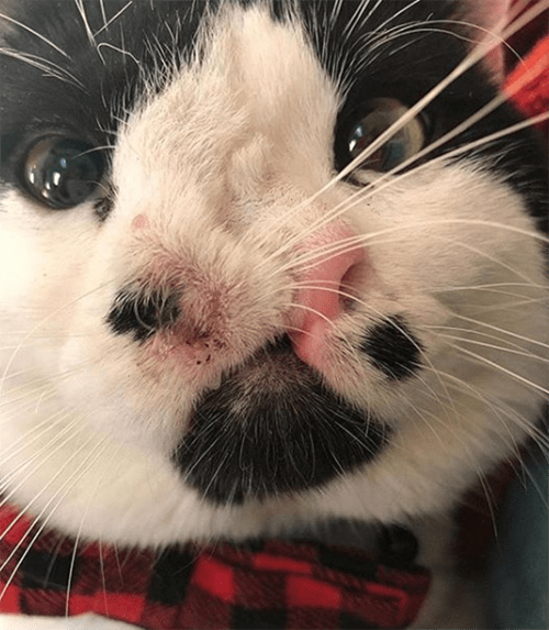 cat with two noses