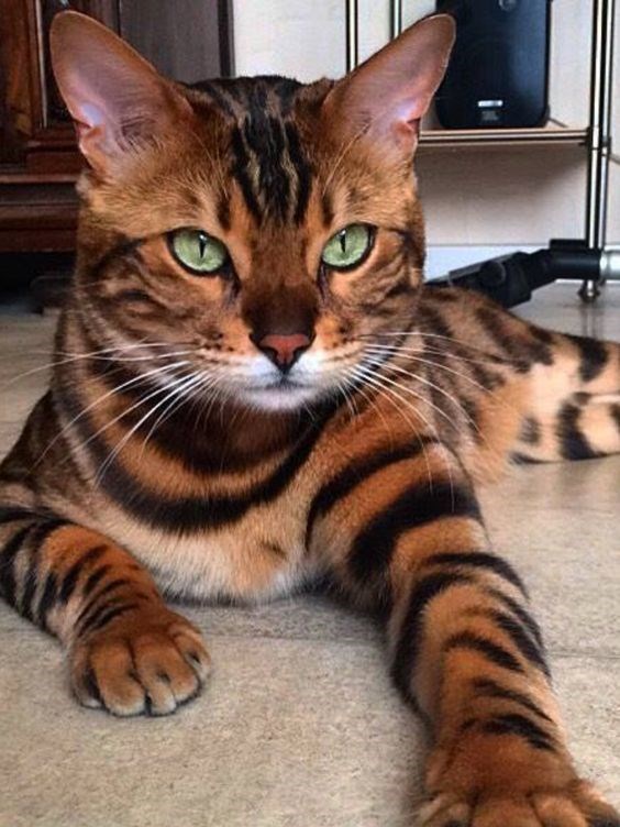 bengal cat - Cat