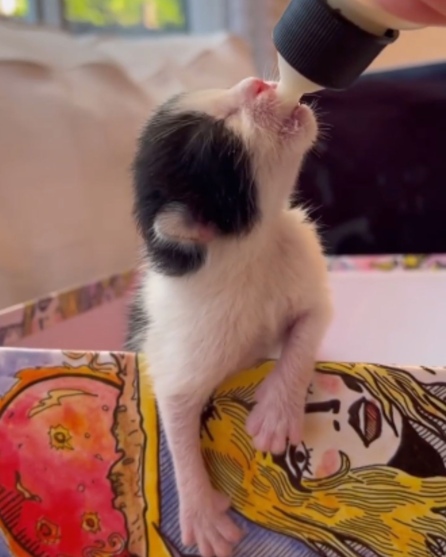 newborn kitten being fed