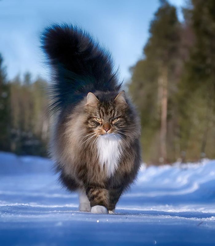 Norwegian-Forest-Cats-Sampy-Hiskias