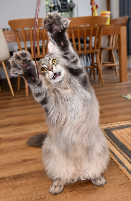 Sareeta Brewin's giant Maine Coon cat Murphy, aged 1