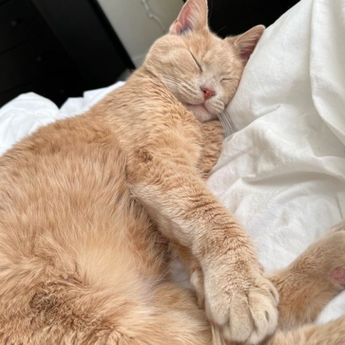 orange cat sleeping