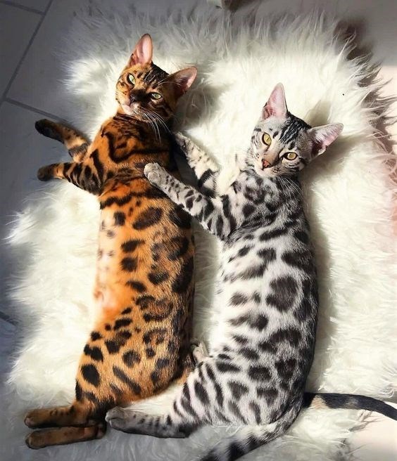 bengal cat - Cat