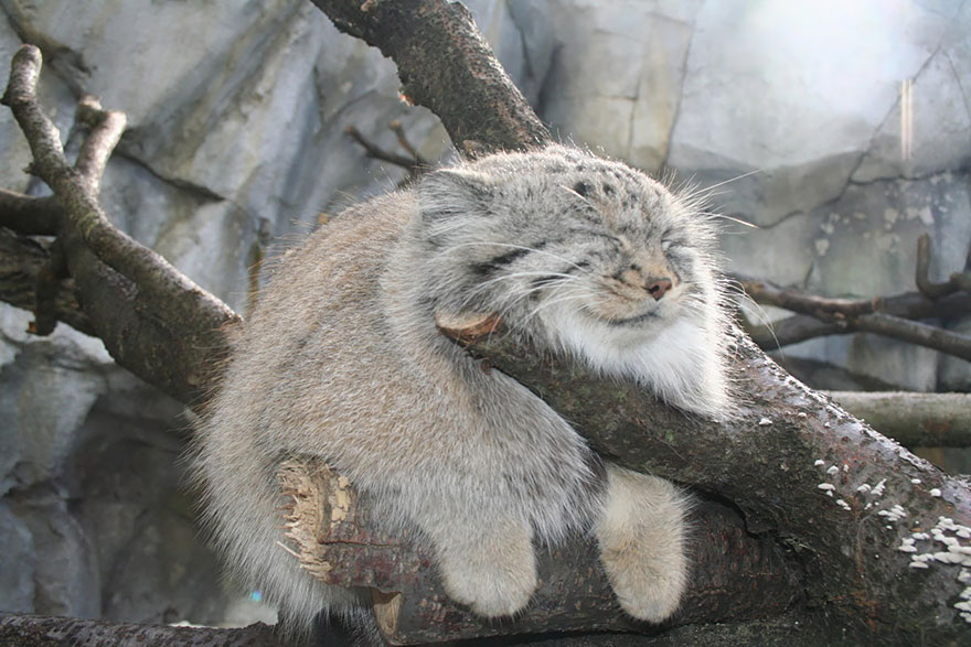 Pallas Cat