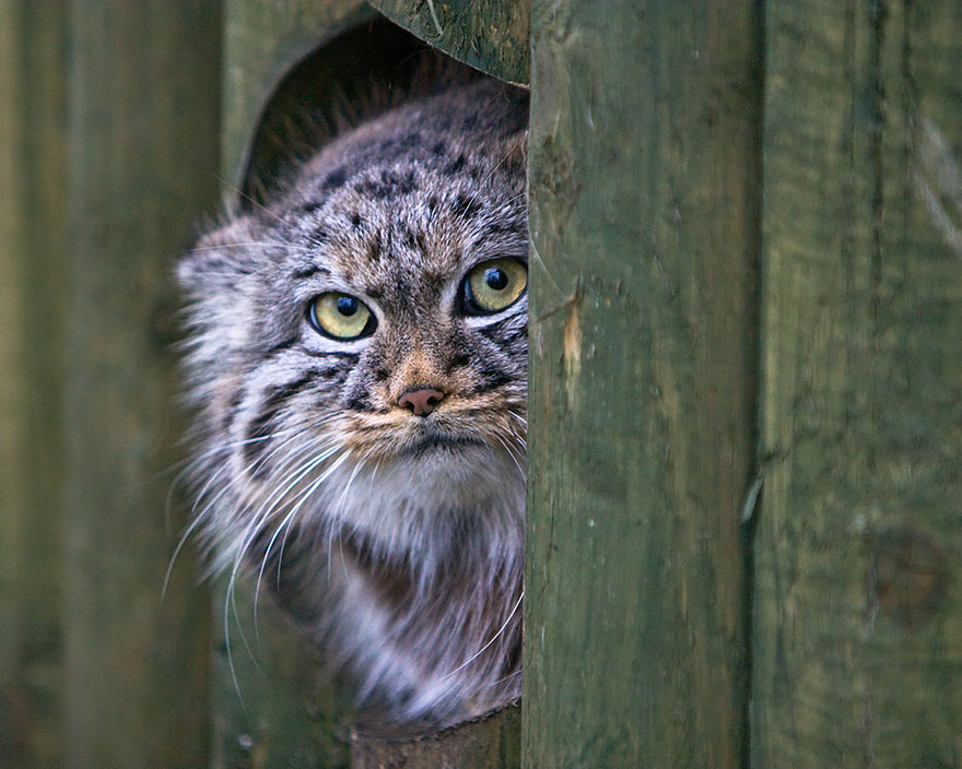 Pallas Cat