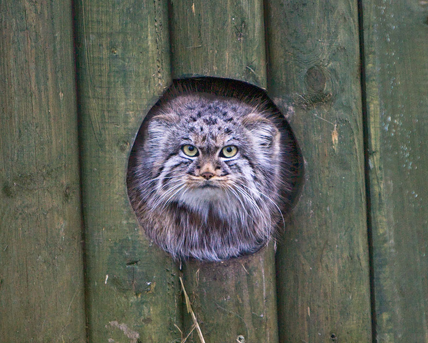 Pallas Cat