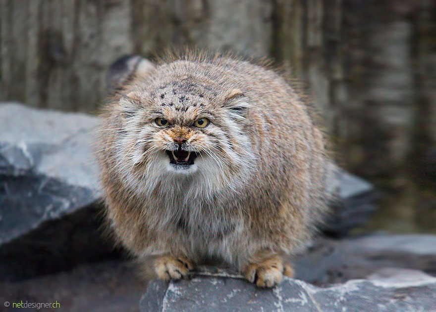 Pallas Cat