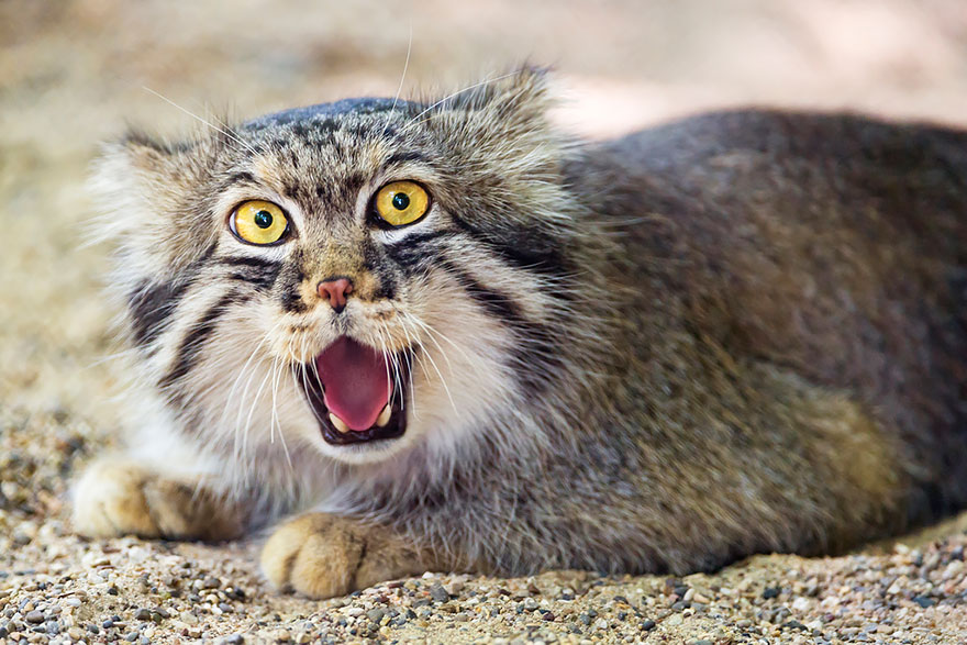 Pallas Cat