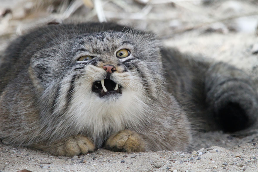 Pallas Cat