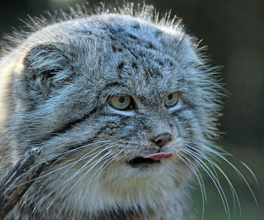 Pallas Cat