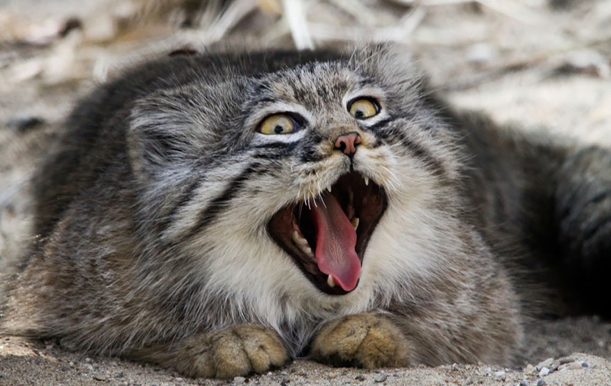 Pallas Cat