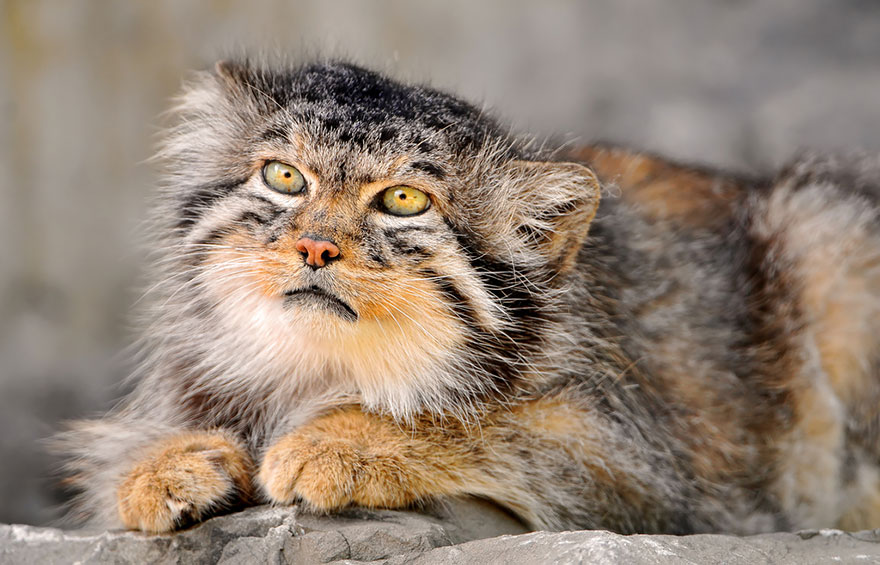 Pallas Cat