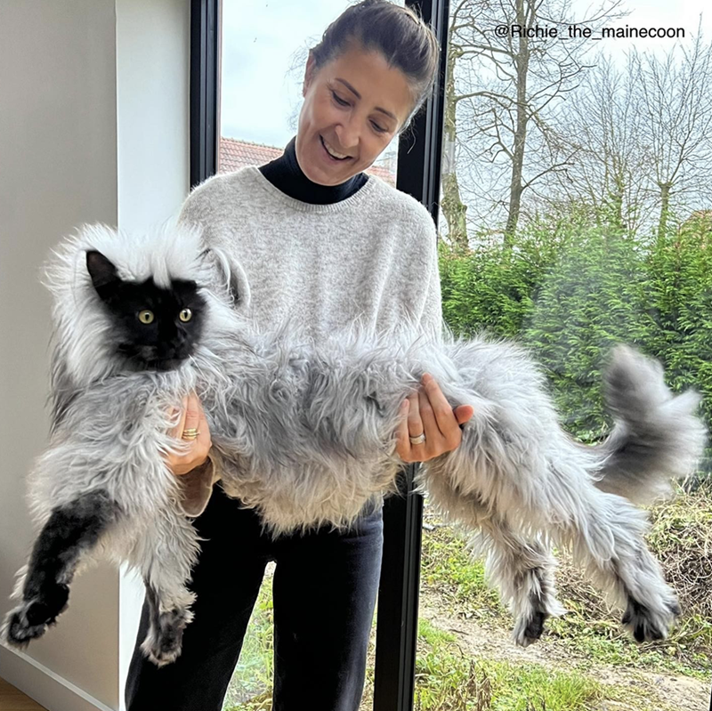 Graceful Lemur-Like Cat: A Marvel of Size and Magnificent Fur