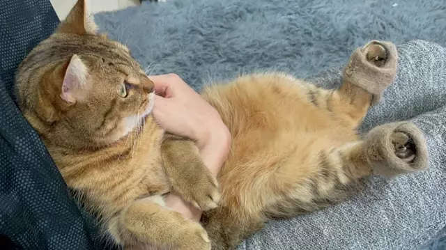 Owner Transforms Her Cat’s Leftover Fur Into Super Fluffy Slippers