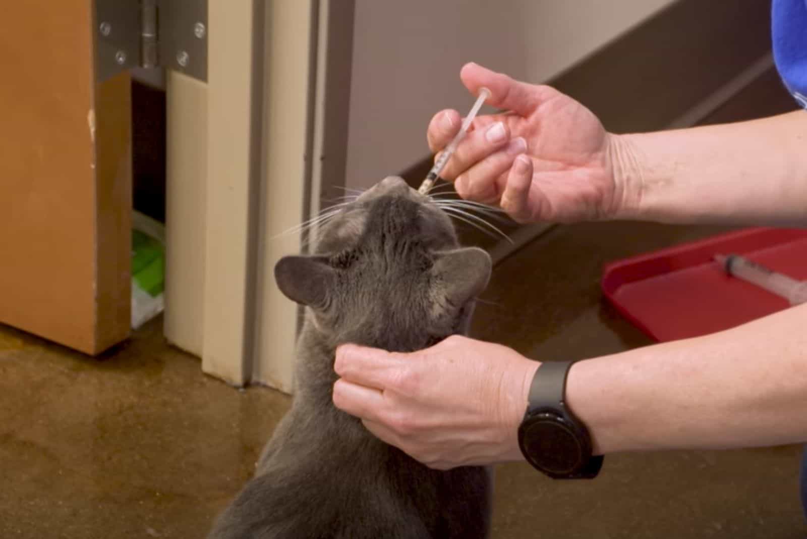 paralyzed cat getting treatment