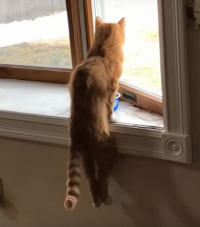 Paralyzed Kitten Couldn't Contain His Zooms After Getting A Wheelchair, Grew Up Into A Handsome Cat