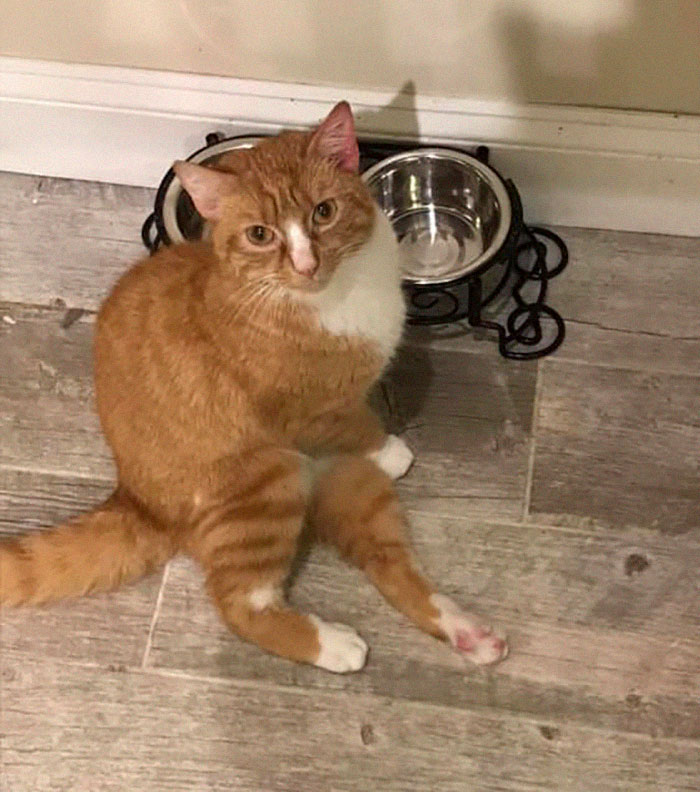 Paralyzed Kitten Couldn't Contain His Zooms After Getting A Wheelchair, Grew Up Into A Handsome Cat