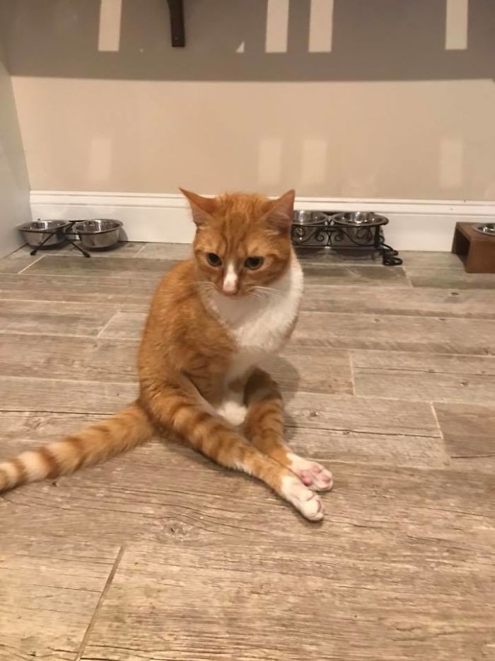 Paralyzed Kitten Couldn't Contain His Zooms After Getting A Wheelchair, Grew Up Into A Handsome Cat