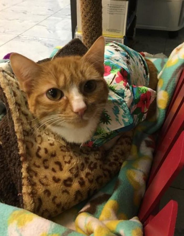 Paralyzed Kitten Couldn't Contain His Zooms After Getting A Wheelchair, Grew Up Into A Handsome Cat