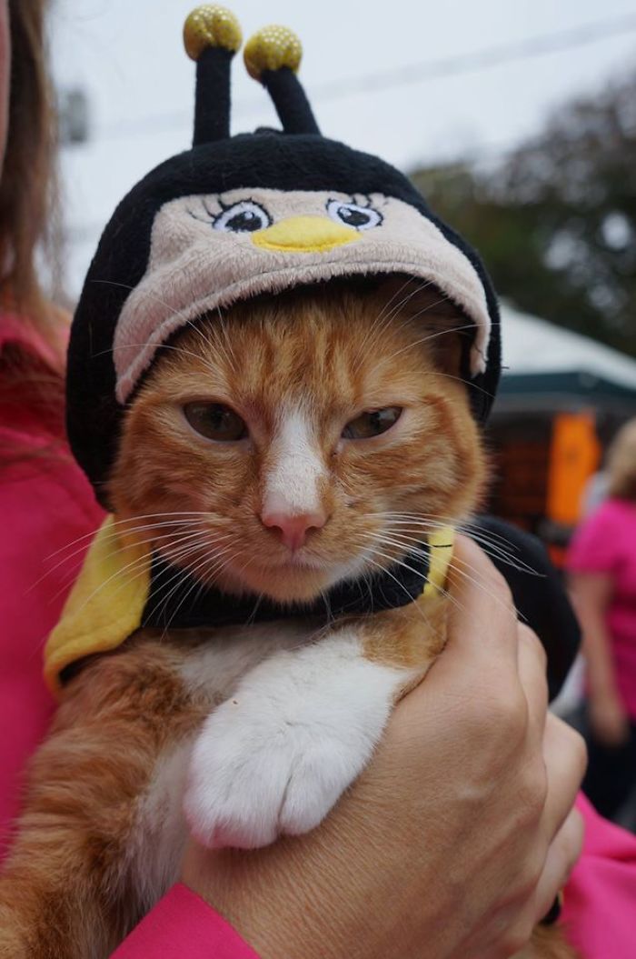 Paralyzed Kitten Couldn't Contain His Zooms After Getting A Wheelchair, Grew Up Into A Handsome Cat