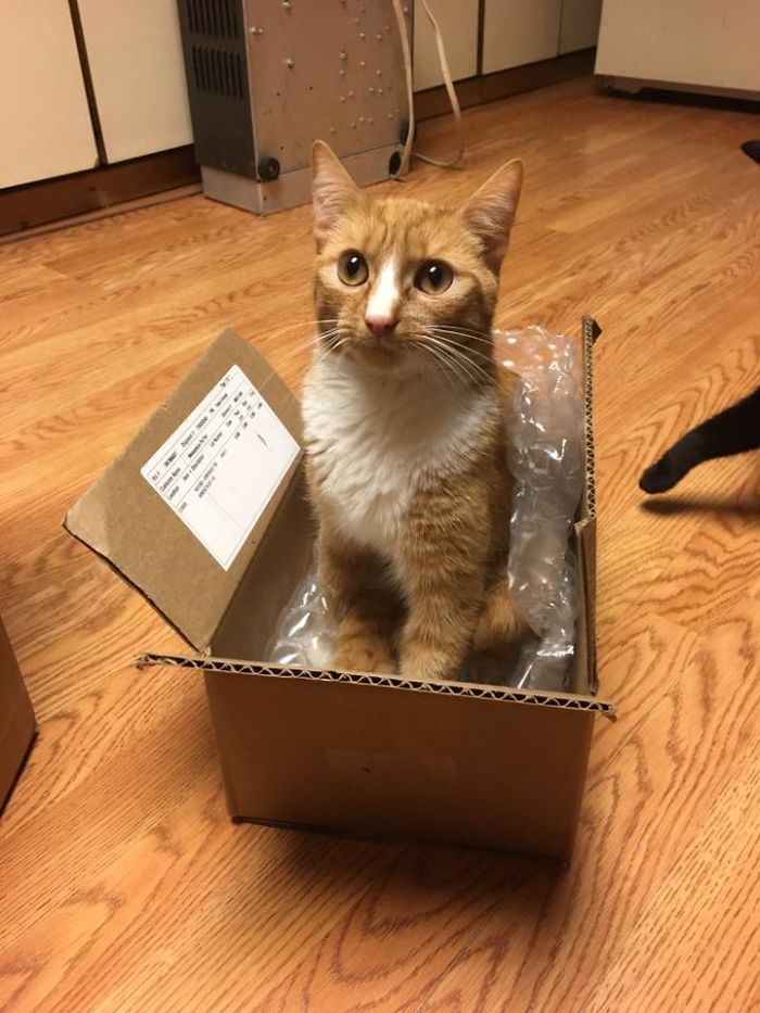 Paralyzed Kitten Couldn't Contain His Zooms After Getting A Wheelchair, Grew Up Into A Handsome Cat