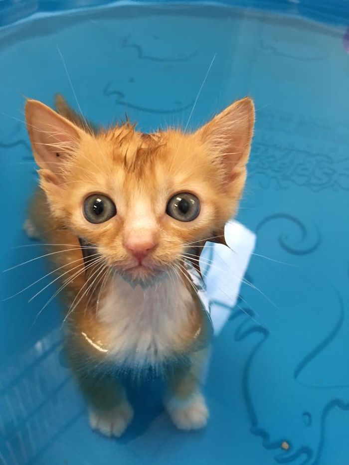 Paralyzed Kitten Couldn't Contain His Zooms After Getting A Wheelchair, Grew Up Into A Handsome Cat