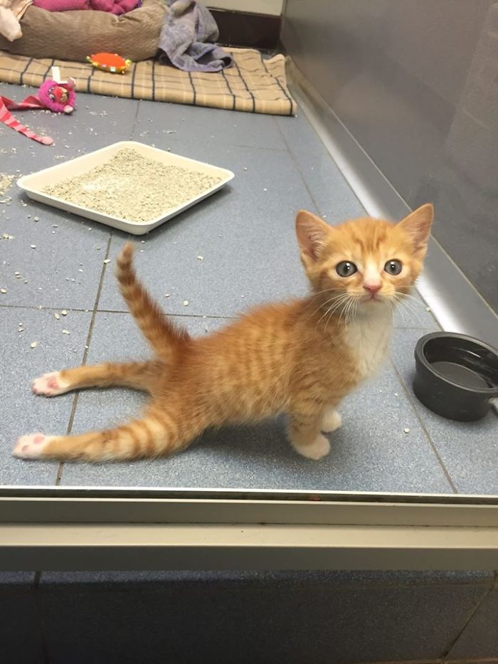 Paralyzed Kitten Couldn't Contain His Zooms After Getting A Wheelchair, Grew Up Into A Handsome Cat