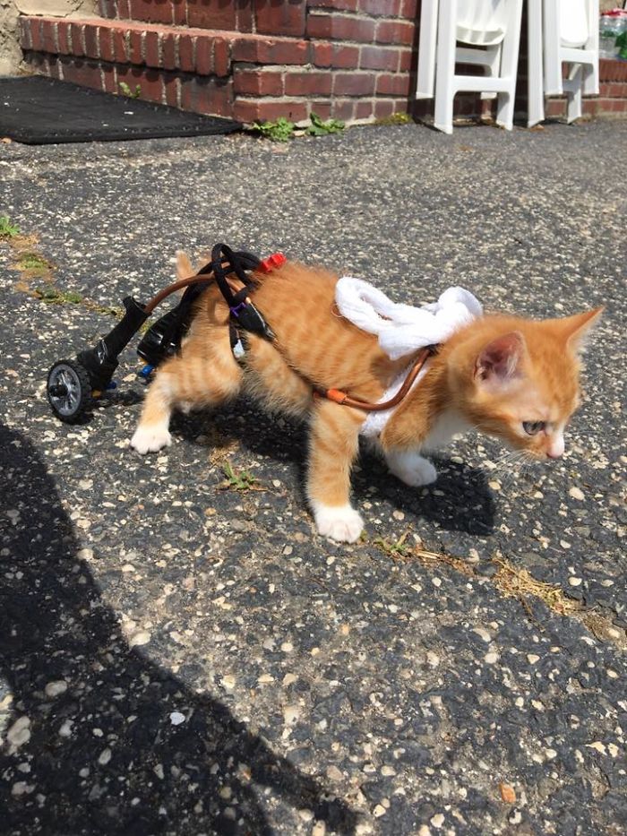 Paralyzed Kitten Couldn't Contain His Zooms After Getting A Wheelchair, Grew Up Into A Handsome Cat