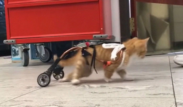 Paralyzed Kitten Couldn't Contain His Zooms After Getting A Wheelchair, Grew Up Into A Handsome Cat