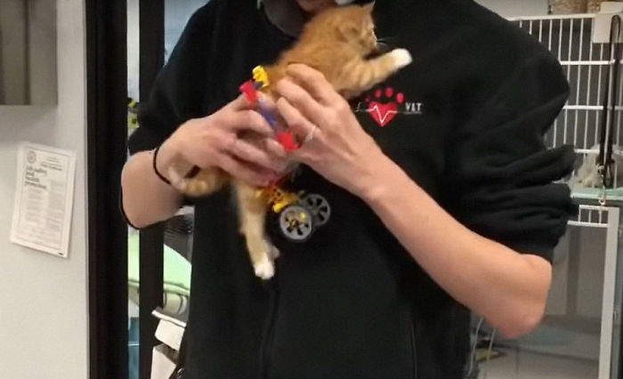 Paralyzed Kitten Couldn't Contain His Zooms After Getting A Wheelchair, Grew Up Into A Handsome Cat