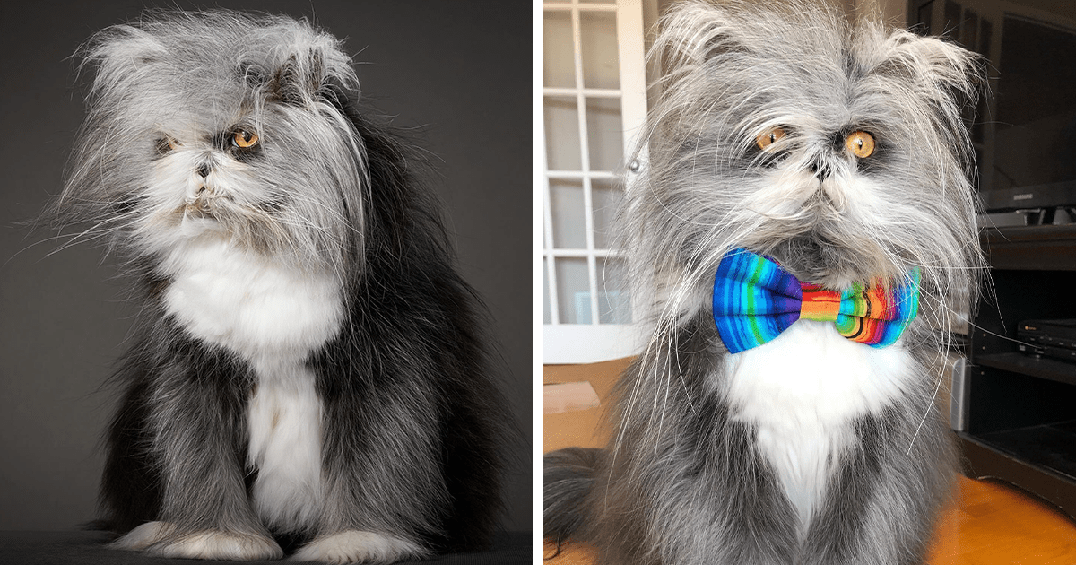 Meet Atchoum, the werewolf cat who is winning hearts around the world