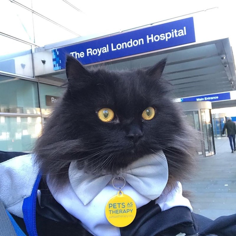 Introducing London Meow: The Feline Ambassador of Joy and Positivity