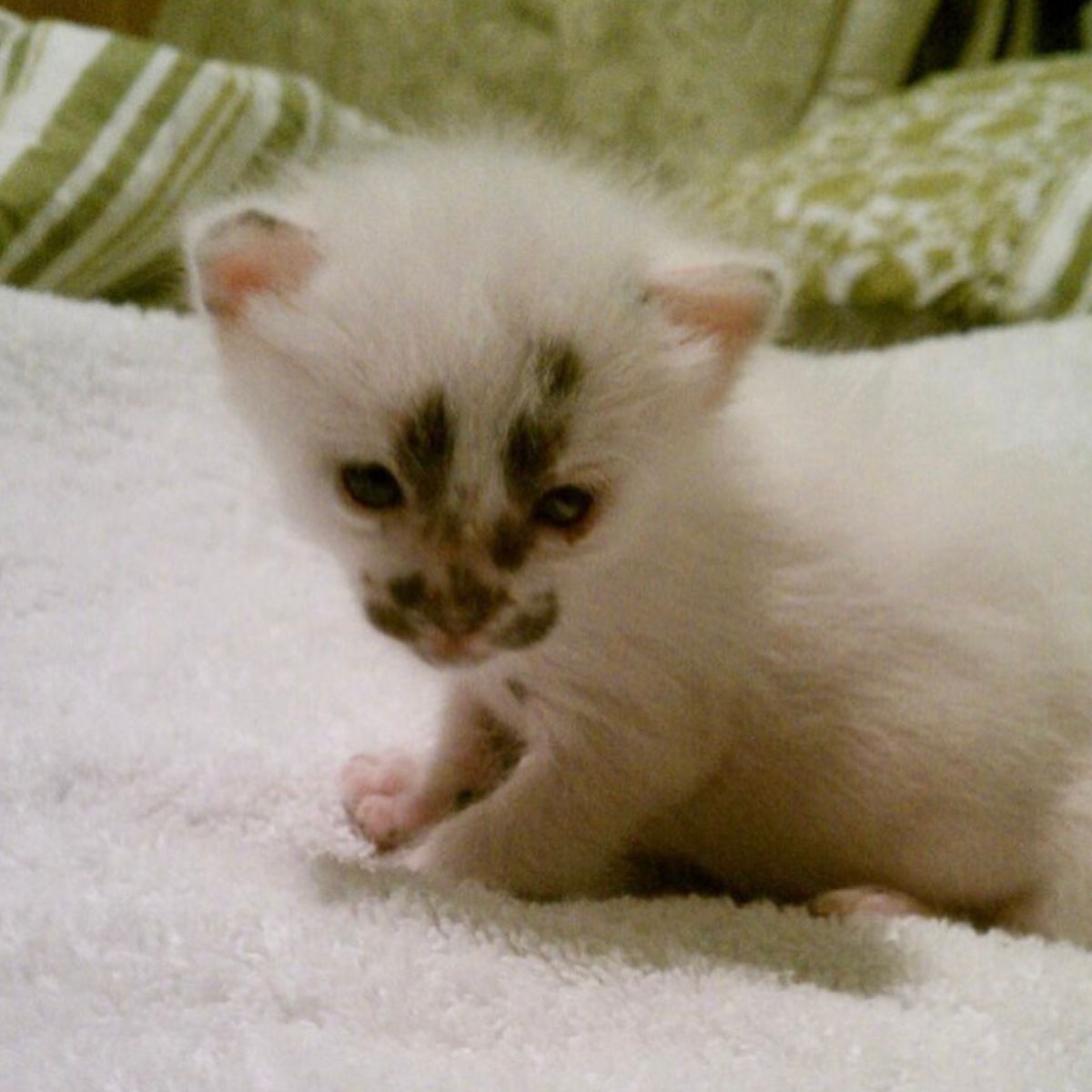 photo of cross eyed cat