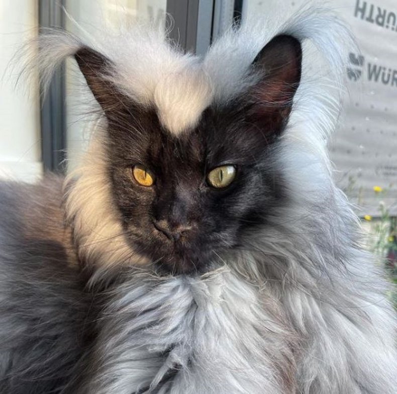 The Enchanting Maine Coon: A Feline with Extraordinary Size and Luxurious Coat, Bearing a Striking Resemblance to an Elegant Lemur